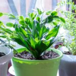 Aspidistra elatior v kvetináči pri okne spolu s ďalšími rastlinami.