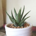 Sukulent Haworthia fasciata v bielom kvetináči.