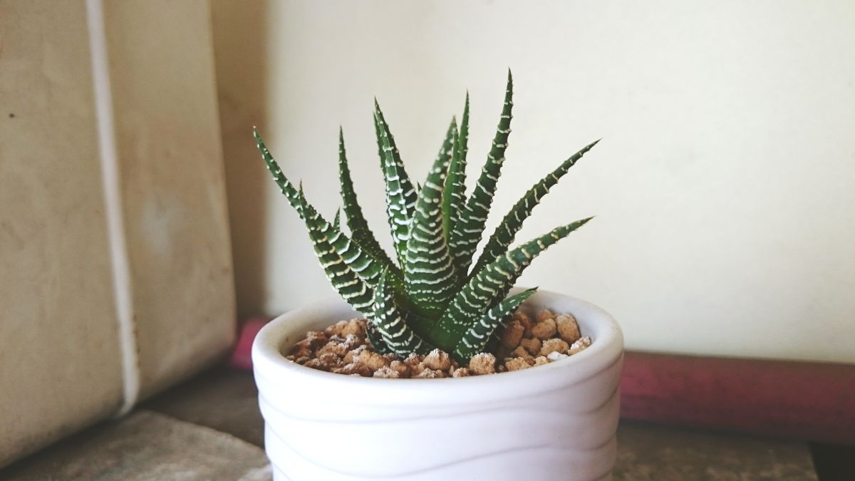Sukulent Haworthia fasciata v bielom kvetináči.