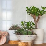 Tučnolist a sukulenty v kvetináčoch v interiéri.