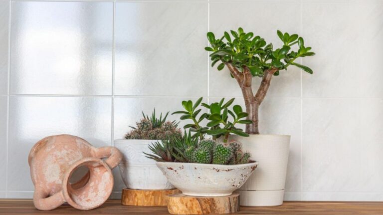 Tučnolist a sukulenty v kvetináčoch v interiéri.