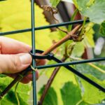 Detail na výhonok viniča, pripevnený o kovovú oporu sťahovacou páskou.