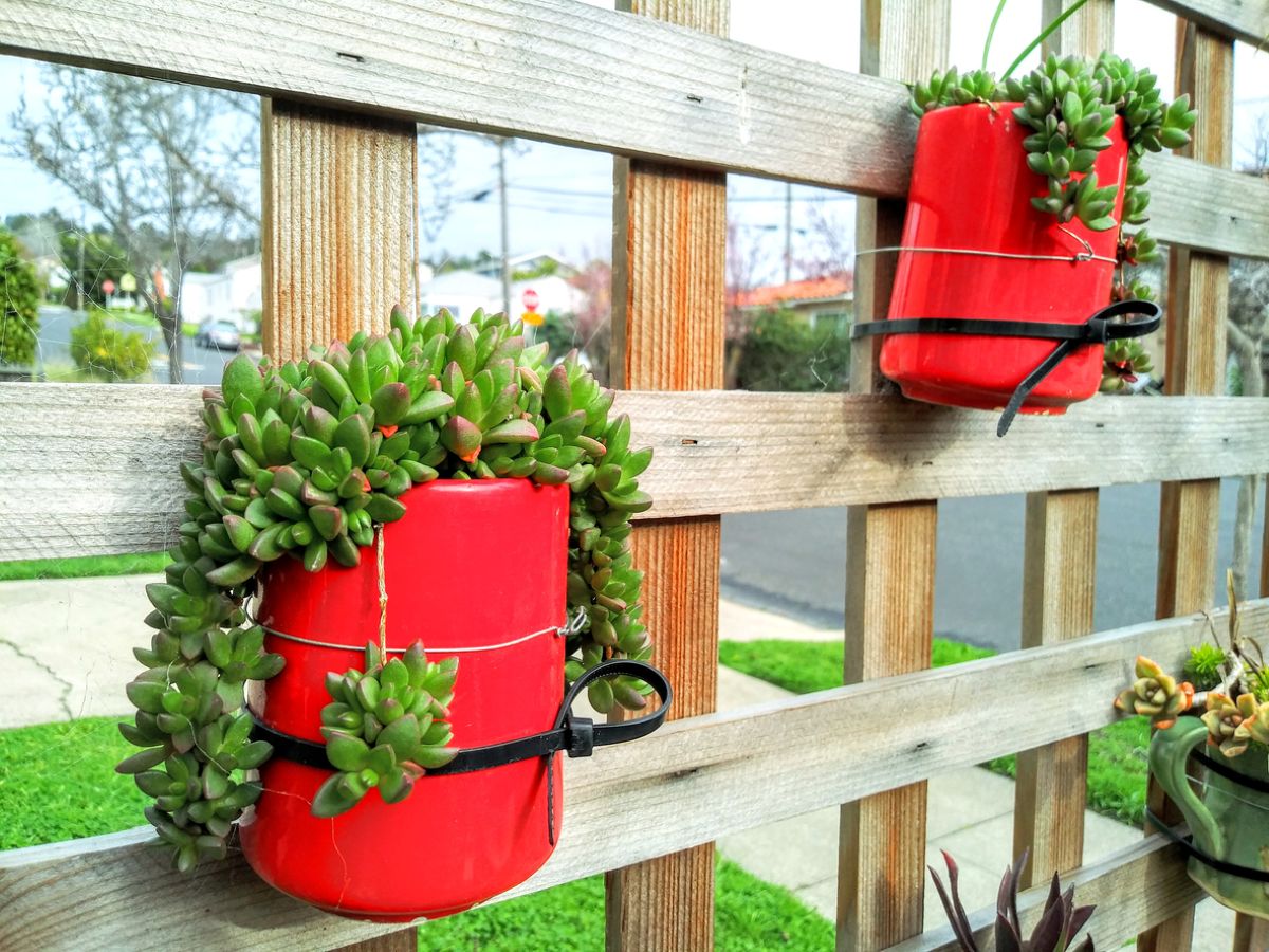 Kvetináče s rastlinami, priprevnené sťahovacími páskami o drevený plot.