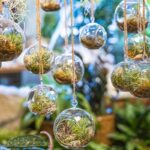 Detail na sklenené okrúhle terária, visiace v interiéri.