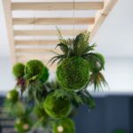 Rastliny ako kokedamy visiace z drevenej konštrukcie v interiéri.