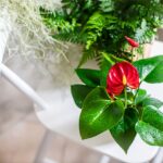 Antúria v kvetináči na stoličke.