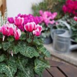 Cyklámen v kvetináči v exteriéri.