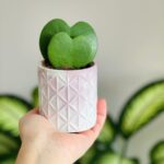 Hoya keerii v kvetináči.