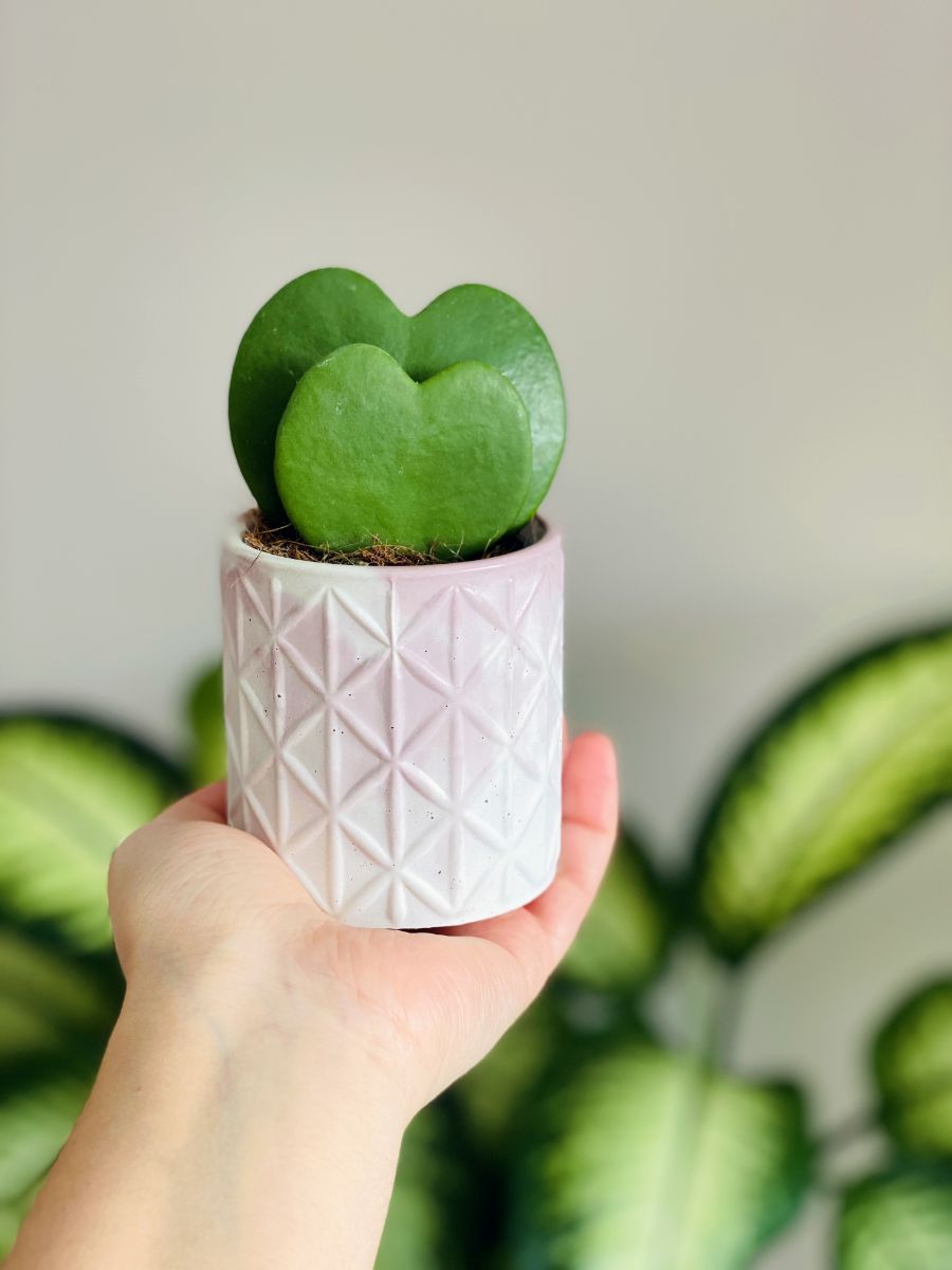 Hoya keerii v kvetináči.