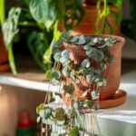 Izbová rastlina lampášik.