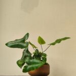 Srdiečková papraď v kvetináči.