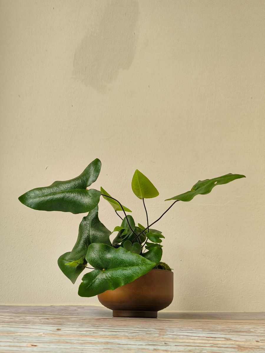 Srdiečková papraď v kvetináči.