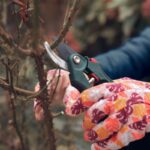 Detail na človeka v záhradných rukaviciach pri strihu ružového kra.