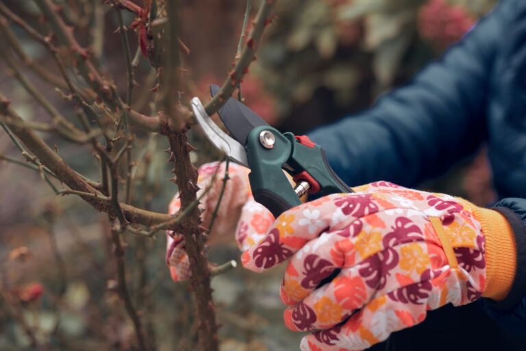 Detail na človeka v záhradných rukaviciach pri strihu ružového kra.
