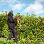 Muž pri rezaní vavrínovca motorovým krovinorezom.