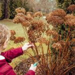 Mladá žena pri strihu hortenzie.