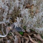 Detail na strih suchej levandule.