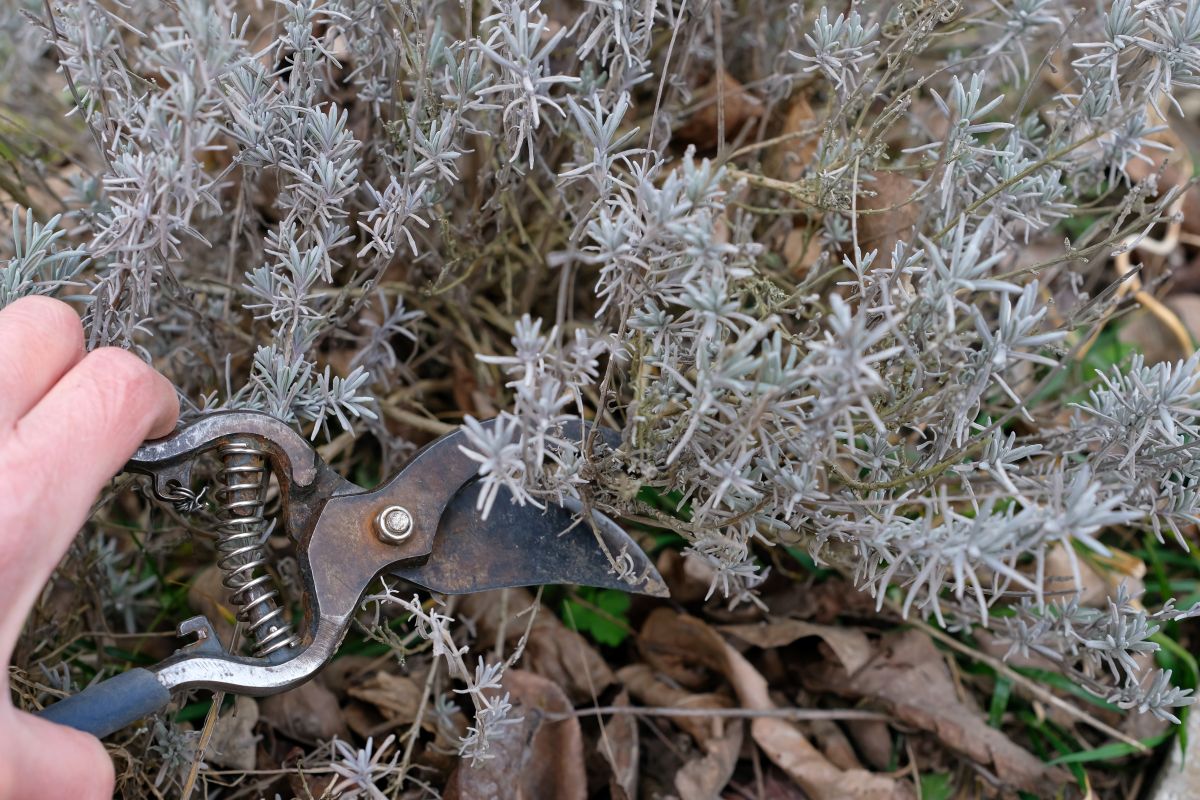 Detail na strih suchej levandule.