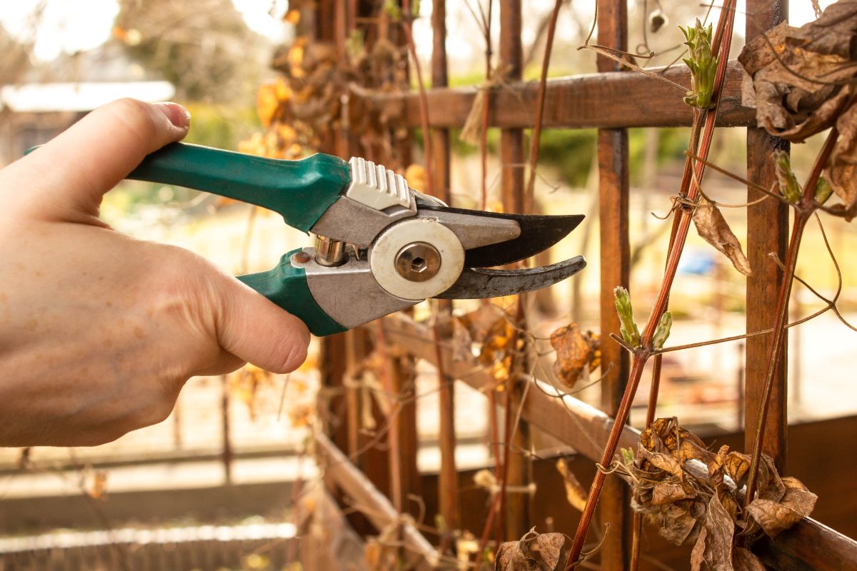 Strih plamienka na drevenej konštrukcii.
