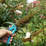 Detail na strih budleje Dávidovej.