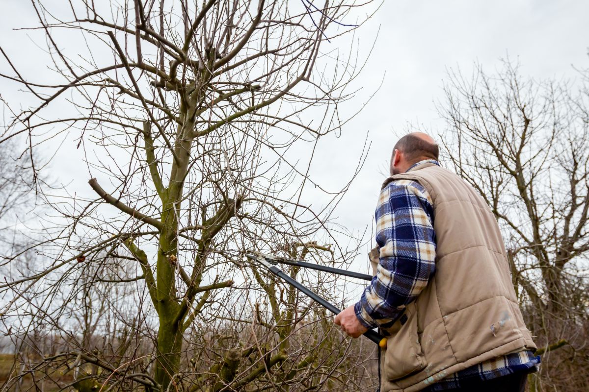 Muž pri reze stromu v zime.