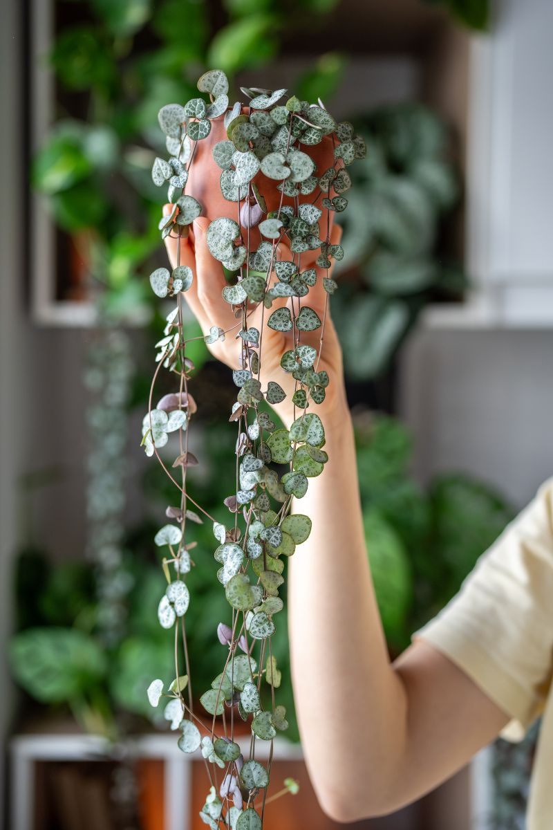 Detail na človeka držiaceho lampášik v kvetináči vo vzduchu.