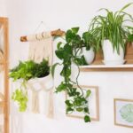 Interiér s policami a makramé dekoráciou s izbovými rastlinami.