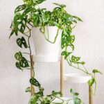 Monstera adansonii v bielom kvetináči na stolčeku pre rastliny.