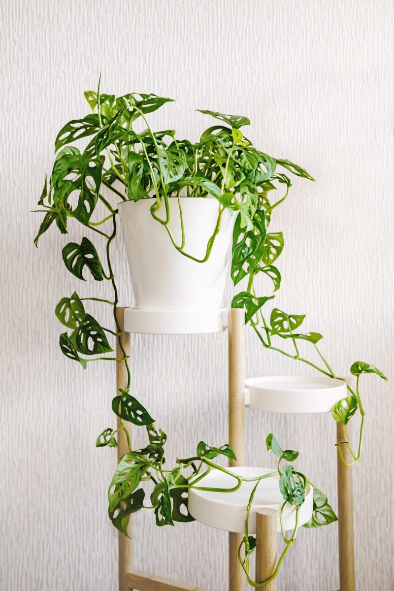 Monstera adansonii v bielom kvetináči na stolčeku pre rastliny.