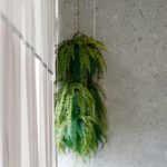 Nefrolepka v závesných kvetináčoch pri stene.