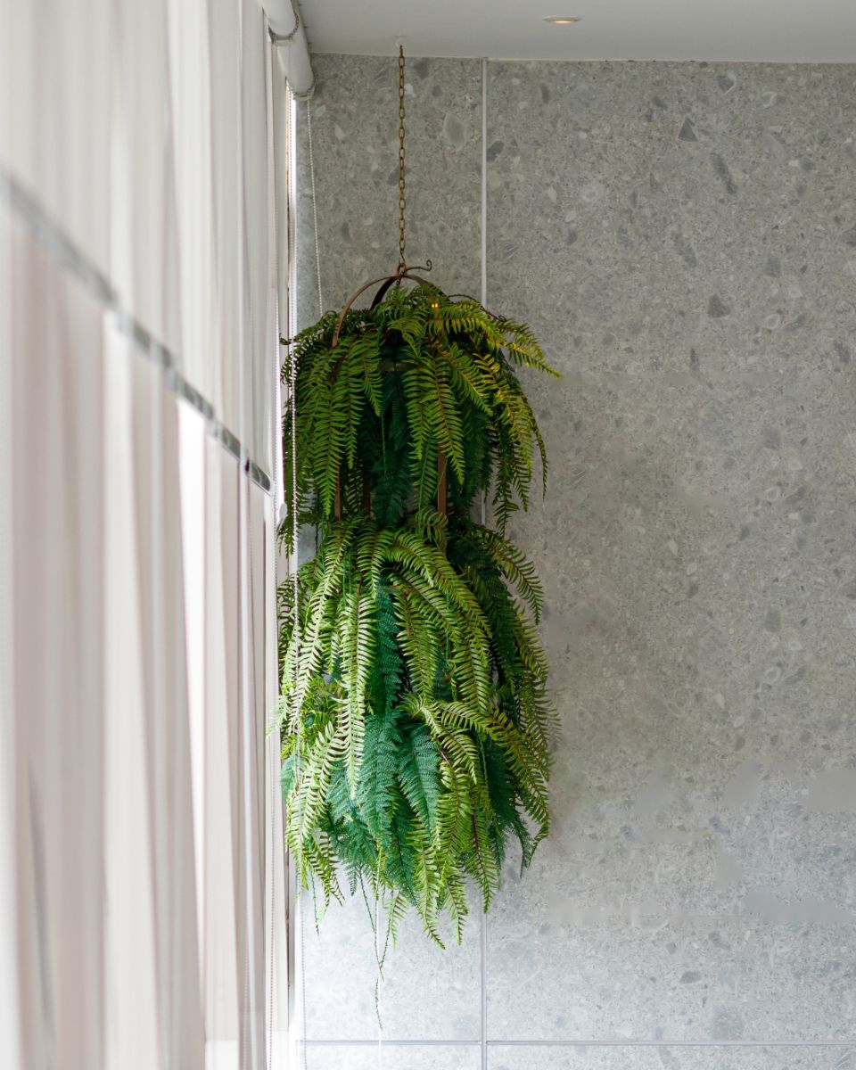 Nefrolepka v závesných kvetináčoch pri stene.