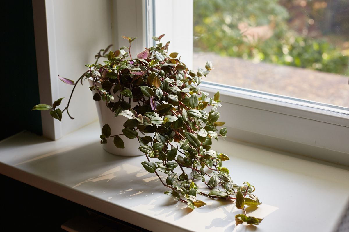 Tradeskancia na parapetnej doske pri okne.
