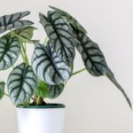 Alokázia 'Silver Dragon'