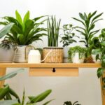 Izbové rastliny na drevenej poličke.