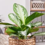 Aglaonema 'Silver Bay'