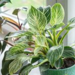 Filodendron ´Birkin´ v kvetináči pri okne.