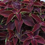 Koleus 'Mint Chocolate'.