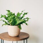 Asplenium nidus ´Crispy Wave´ v kvetináči na drevenom stolčeku.