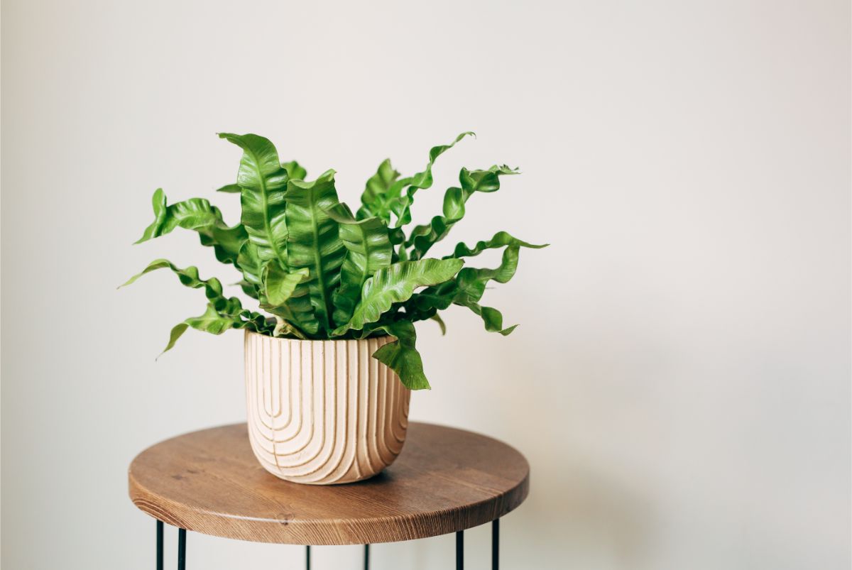 Asplenium nidus ´Crispy Wave´ v kvetináči na drevenom stolčeku.