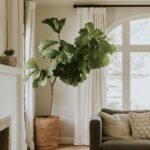 Vysoký fikus v prútenom koši vedľa tmavosivej látkovej pohovky pri okne s bielymi dlhými záclonami.
