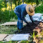 Muž pri prestieraní organickej hmoty na záhon bez rýľovania.