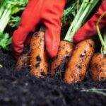 Detail na vyťahovanie mrkvy z pôdy.