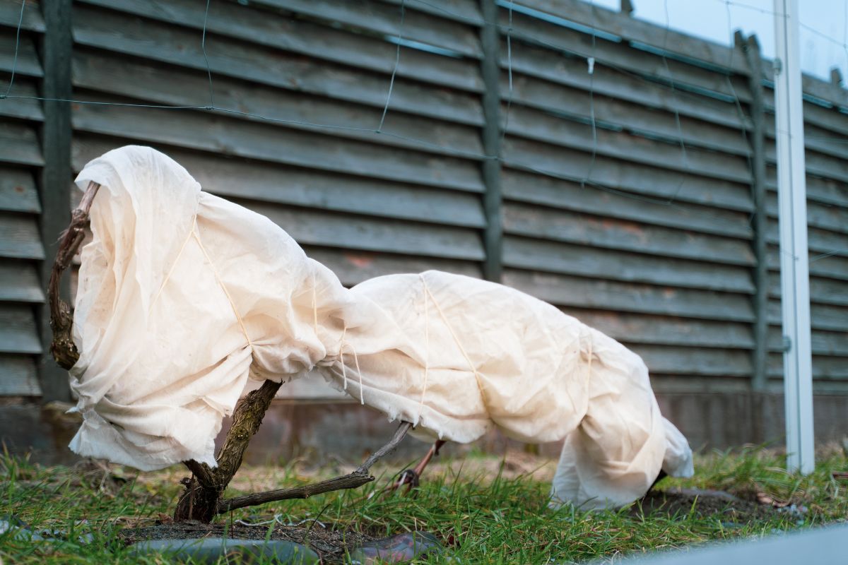 Mladý kmeň stromu obalený ochrannou bielou textíliou v záhrade.