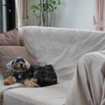 Malý huňatý pes na béžovom ľanovom poťahu sedačky s hnedými dekoračnými vankúšmi v modernom svetlom interiéri.