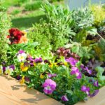 Vyvýšený záhon so sirôtkami, bylinkami a listovou zeleninou.