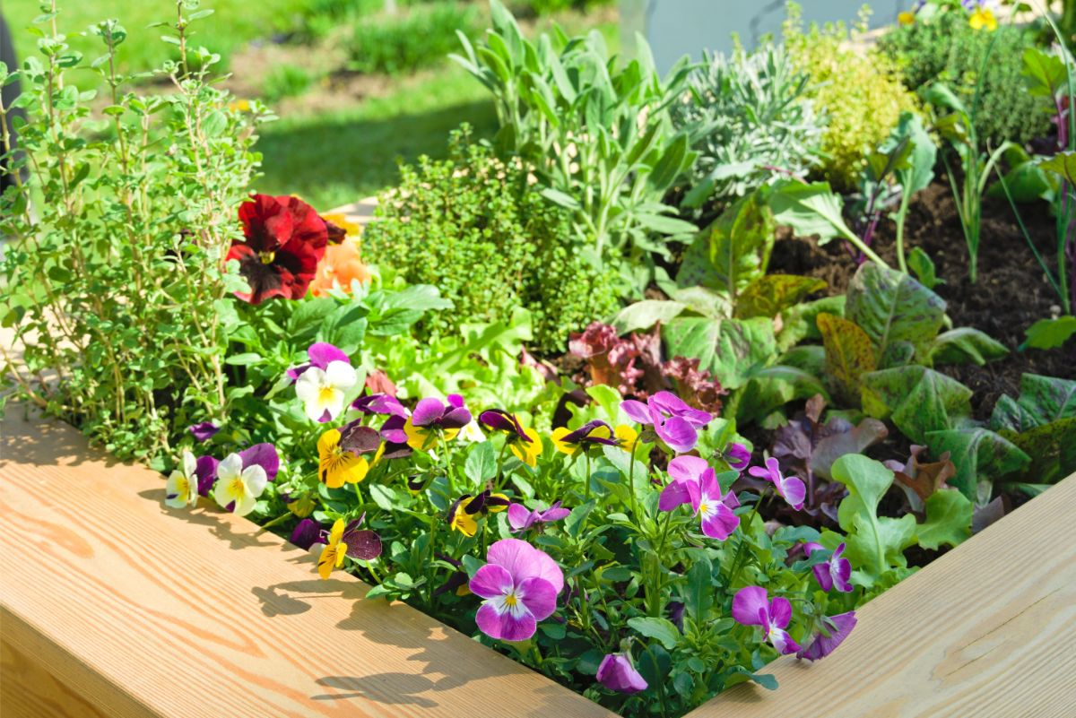 Vyvýšený záhon so sirôtkami, bylinkami a listovou zeleninou.