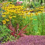 Záhradný záhon s rudbekiami a ďalšími rastlinami v záhone.