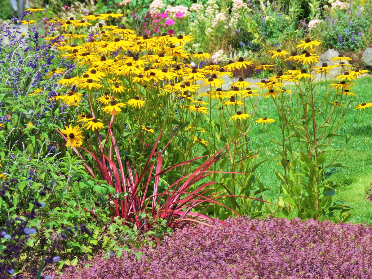Záhradný záhon s rudbekiami a ďalšími rastlinami v záhone.