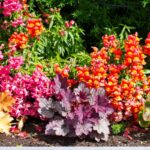 Záhradný kvetinový záhon s heucherou.