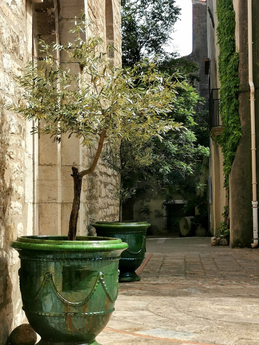 Dva stromčeky vo veľkých zelených kvetináčoch na exteriérovej dlažbe pri budove.